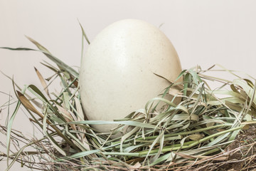 Ostrich egg in bird nest, big large dinosaur egg concept. © Quality Stock Arts