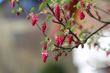 Spring flowering / Spring flowering of fruit trees