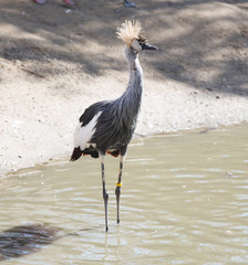 East African hooded crane in water.