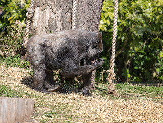 Male gorilla examining food in hand.