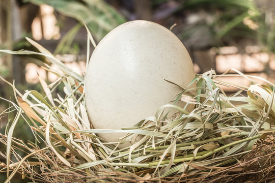 Ostrich egg in bird nest, big large dinosaur egg concept.