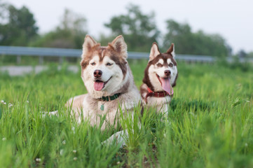 Two huskies relaxing on the field