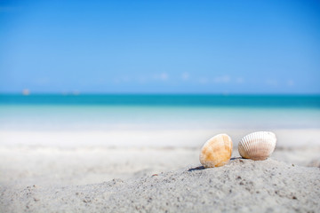 Shells on the sand beach