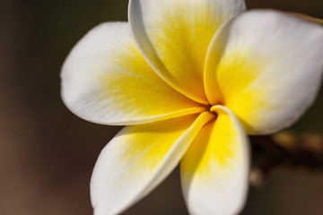 Fototapeta na wymiar Frangipani - plumeria flower