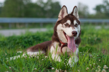 Beautiful brown husky laying in the grass and flowers