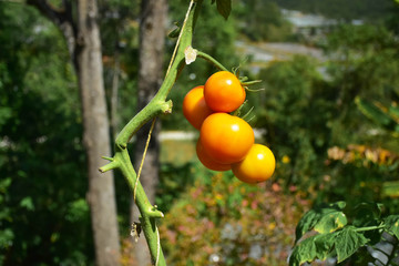 Tomato plants that grow naturally
