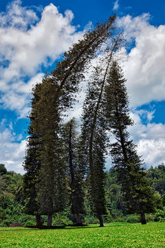 Crooked Cook Pines (Araucaria columnaris)