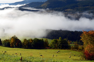 morning fog in autumn landscape norway © busenlilly666