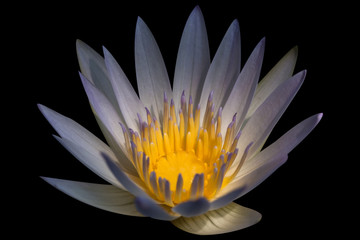Purple petal and yellow pollen lotus isolated on black background