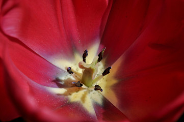 inside calyx red tulip