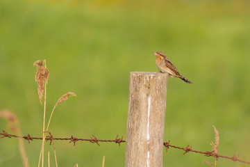 Torcicollo (Jynx torquilla)