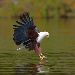 African Fish Eagle at the moment the attack on the prey. Kenya. Tanzania. Safari. East Africa. An...