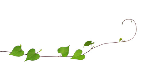 Green heart shaped leaves climbing plant with budding flower iso