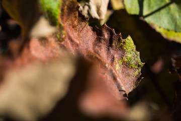 Autumn leaf