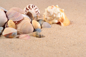 Fototapeta na wymiar Seashells close-up in a sand