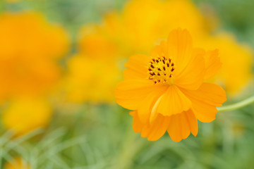 Yellow cosmos flower on green yellow blurred background, shallow