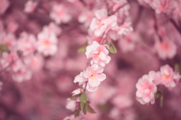 Pink Fake Japanese Sukura flower blur for background.