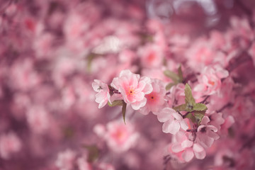 Pink Fake Japanese Sukura flower blur for background.