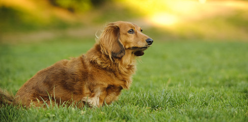 Long haired Miniature Dachshund sitting in grassy park