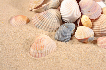 Fototapeta na wymiar Seashells close-up in a sand