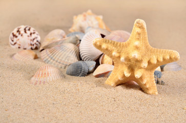 Fototapeta na wymiar Starfish and seashells close-up in a sand