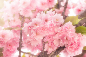 Beautiful Japanese cherry blossomed - flowering cherry tree