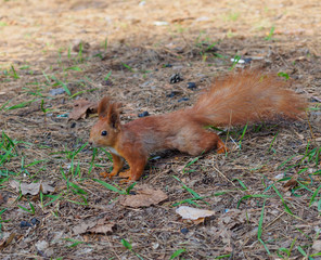 Funny red squirrel posing in the park