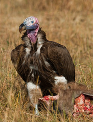 Predatory bird is eating the prey in the savannah. Kenya. Tanzania. Safari. East Africa. An excellent illustration.