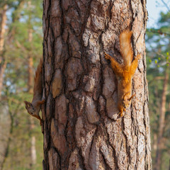 Pair of cute red squirrels sit on the tree