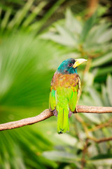 Exotic colorful bird sitting on a branch