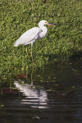 Young Snowy Egret Reflection