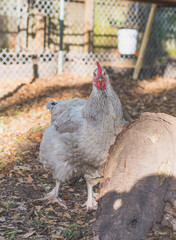 Grey Chicken Looking Right At You