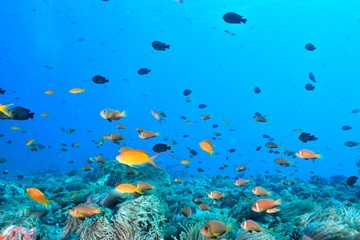 Fototapeta na wymiar maldives anemonefish