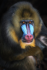 Portrait of the adult male mandrill