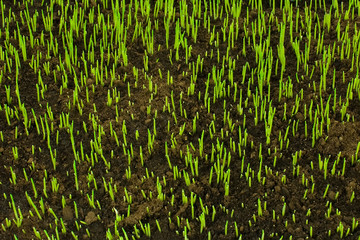Obraz premium Lawn grass sprout