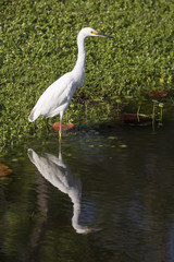 Snowy Egret Reflected on Pond