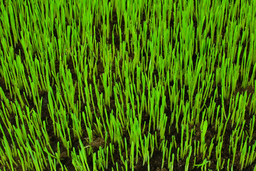 Lawn grass sprouting