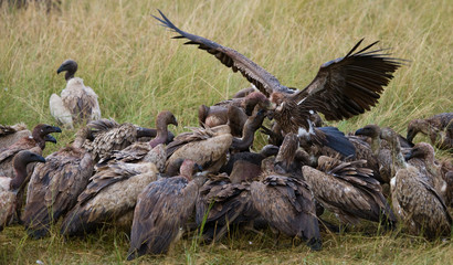 Predatory birds eat the prey in the savannah. Kenya. Tanzania. Safari. East Africa. An excellent illustration.