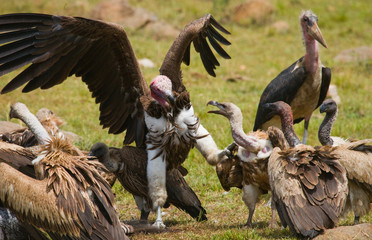 Predatory birds eat the prey in the savannah. Kenya. Tanzania. Safari. East Africa. An excellent illustration.
