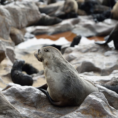 Cape fur seal on the Cape Cross, Namibia