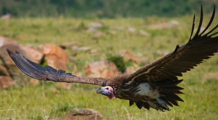 Predatory bird flies to prey. Kenya. Tanzania. Safari. East Africa. An excellent illustration.