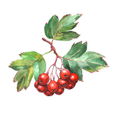 Hawthorn berries - watercolor painting. Bright red berries with green leaves isolated on white background. 