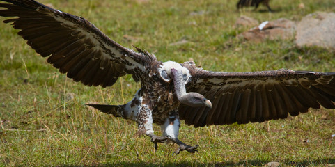 Predatory bird flies to prey. Kenya. Tanzania. Safari. East Africa. An excellent illustration.