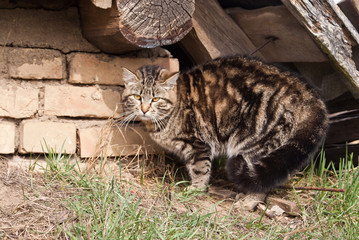 Agressive cat