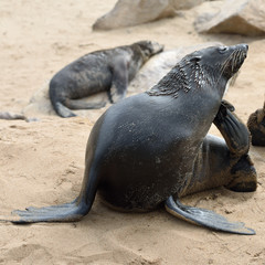 Cape fur seal on the Cape Cross, Namibia
