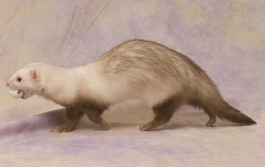 furet sur fond neutre