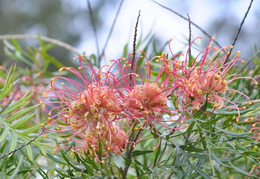 closeup of  pink Grevillea in a Park in Nowra, Australia