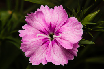 Dianthus chinensis (China Pink) Flowers in the garden