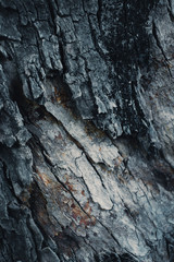 dark wooden bark tree texture for background.