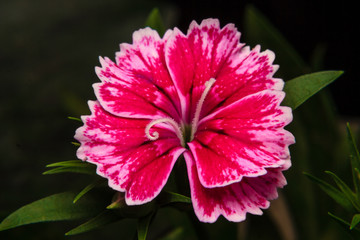 Dianthus chinensis (China Pink) Flowers in the garden